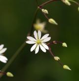 ptačinec trávovitý <i>(Stellaria graminea)</i>