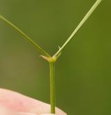 ptačinec trávovitý <i>(Stellaria graminea)</i> / Stonek