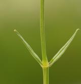 ptačinec trávovitý <i>(Stellaria graminea)</i>