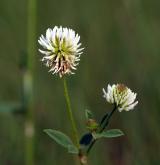 jetel horský <i>(Trifolium montanum)</i> / Květ/Květenství