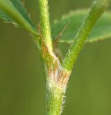 jetel horský <i>(Trifolium montanum)</i> / List