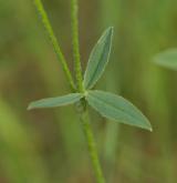 jetel horský <i>(Trifolium montanum)</i> / List