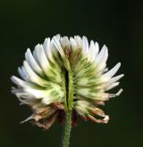 jetel horský <i>(Trifolium montanum)</i>