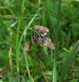 ostřice nejtmavší <i>(Carex aterrima)</i> / Květ/Květenství