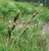 ostřice Buxbaumova <i>(Carex buxbaumii)</i> / Květ/Květenství