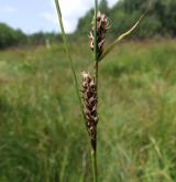 ostřice plstnatoplodá <i>(Carex lasiocarpa)</i> / Květ/Květenství