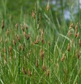 ostřice přítupá <i>(Carex obtusata)</i> / Habitus