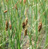 ostřice bažinná <i>(Carex limosa)</i> / Květ/Květenství