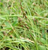 ostřice blešní <i>(Carex pulicaris)</i> / Květ/Květenství