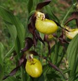 střevíčník pantoflíček <i>(Cypripedium calceolus)</i> / Květ/Květenství