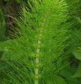 přeslička největší <i>(Equisetum telmateia)</i> / Habitus