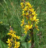 popelivka sibiřská <i>(Ligularia sibirica)</i> / Květ/Květenství