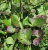 popelivka sibiřská <i>(Ligularia sibirica)</i> / List