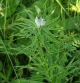 lilie cibulkonosná <i>(Lilium bulbiferum)</i> / Habitus