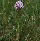 vstavač trojzubý <i>(Orchis tridentata)</i> / Habitus