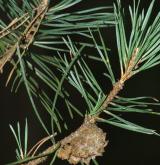 borovice blatka <i>(Pinus rotundata)</i> / Habitus