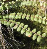 sleziník červený <i>(Asplenium trichomanes)</i> / Habitus