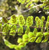 sleziník červený <i>(Asplenium trichomanes)</i> / List