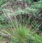 metlička křivolaká <i>(Avenella flexuosa)</i> / Habitus