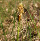 ostřice jarní <i>(Carex caryophyllea)</i> / Květ/Květenství