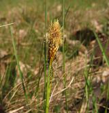 ostřice jarní <i>(Carex caryophyllea)</i> / Květ/Květenství