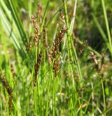 ostřice Davallova <i>(Carex davalliana)</i> / Květ/Květenství