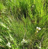 ostřice Davallova <i>(Carex davalliana)</i> / Habitus