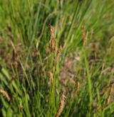 ostřice Davallova <i>(Carex davalliana)</i> / Habitus