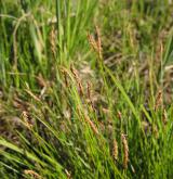 ostřice Davallova <i>(Carex davalliana)</i> / Habitus