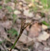 ostřice prstnatá <i>(Carex digitata)</i> / Květ/Květenství