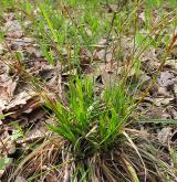 ostřice prstnatá <i>(Carex digitata)</i> / Habitus