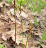 ostřice prstnatá <i>(Carex digitata)</i> / Květ/Květenství