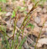 ostřice prstnatá <i>(Carex digitata)</i> / Květ/Květenství