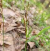 ostřice prstnatá <i>(Carex digitata)</i> / Květ/Květenství