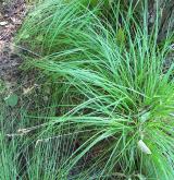 ostřice prodloužená <i>(Carex elongata)</i> / Habitus