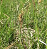 ostřice flacca <i>(Carex flacca)</i> / Habitus