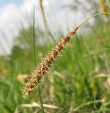 ostřice flacca <i>(Carex flacca)</i> / Květ/Květenství