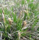 ostřice nízká <i>(Carex humilis)</i> / Habitus