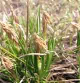 ostřice nízká <i>(Carex humilis)</i> / Habitus