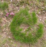 ostřice nízká <i>(Carex humilis)</i> / Habitus