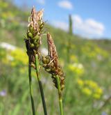 ostřice horská <i>(Carex montana)</i> / Květ/Květenství