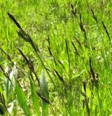 ostřice obecná <i>(Carex nigra)</i> / Habitus