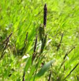 ostřice obecná <i>(Carex nigra)</i> / Květ/Květenství