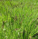 ostřice obecná <i>(Carex nigra)</i> / Habitus