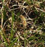 ostřice přítupá <i>(Carex obtusata)</i> / Květ/Květenství