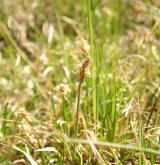 ostřice přítupá <i>(Carex obtusata)</i> / Habitus