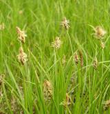 ostřice přítupá <i>(Carex obtusata)</i> / Habitus