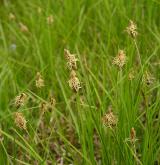 ostřice přítupá <i>(Carex obtusata)</i> / Habitus