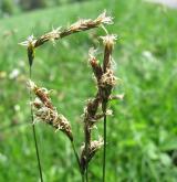 ostřice časná <i>(Carex praecox)</i> / Květ/Květenství