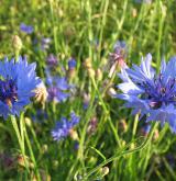 chrpa modrá  <i>(Centaurea cyanus)</i> / Květ/Květenství